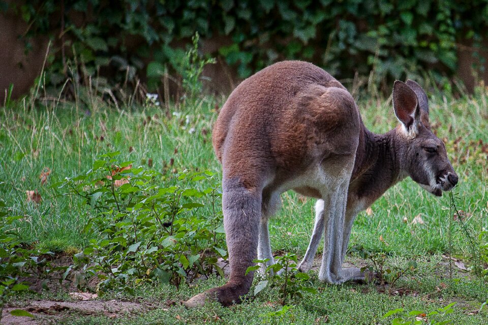 Zoo australia mammal