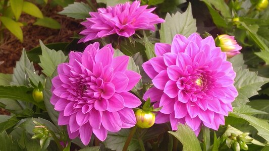 Garden bloom petal