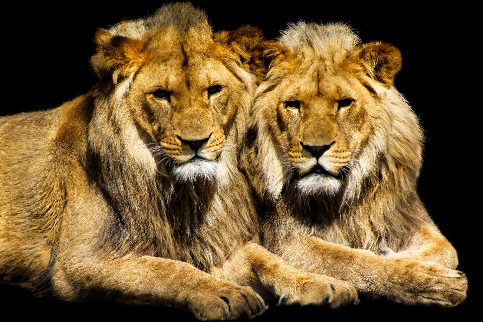Predator animal world wild