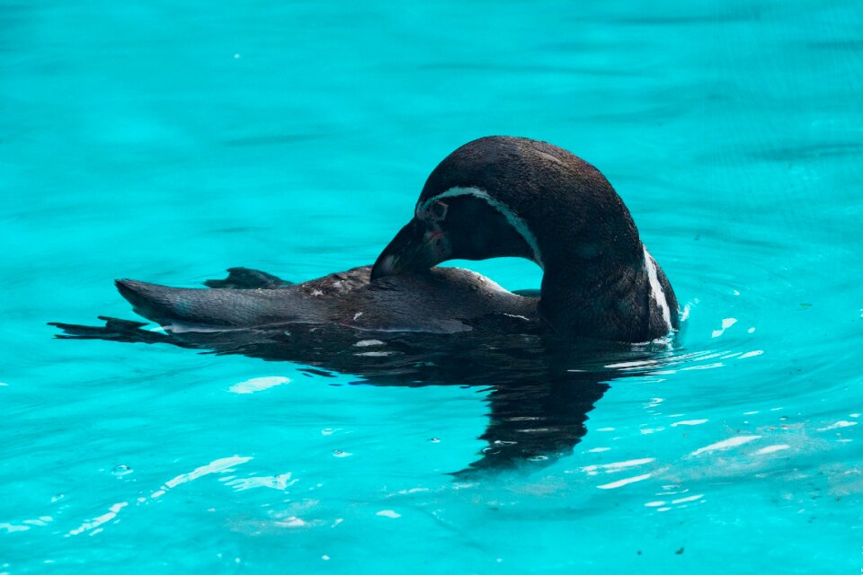 Nature water wild animal