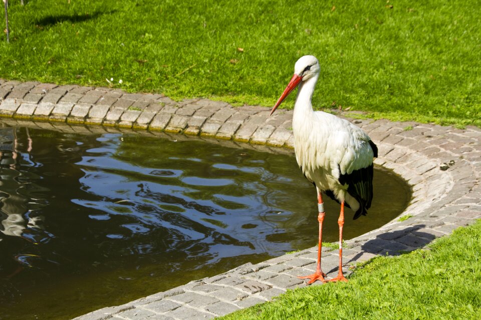 Rattle stork park adebar