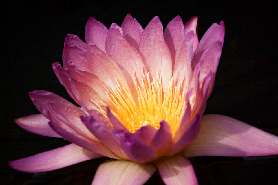 Pond plant plant pink