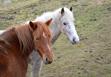 Mares horseback riding mane