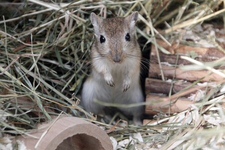 Mouse grey straw photo