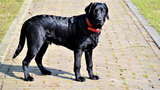 Purebred black puppy photo