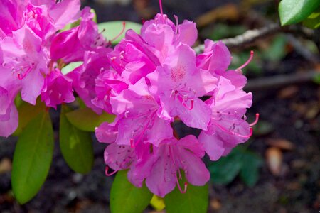 Rhododendron macro spring photo