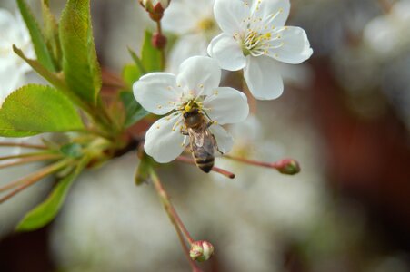 Branch nature petal photo