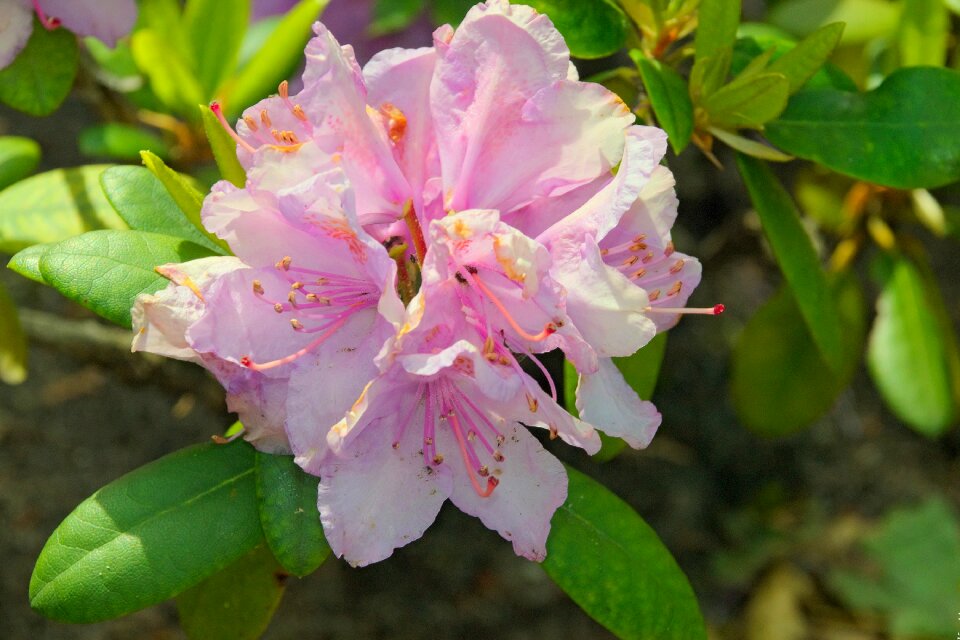 Rhododendron macro spring
