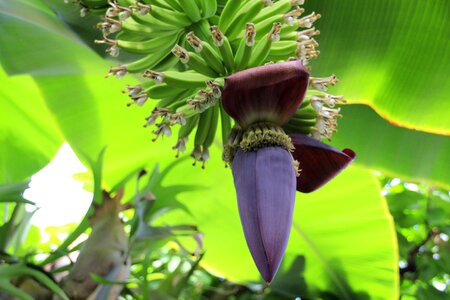 Banana plant fruits green