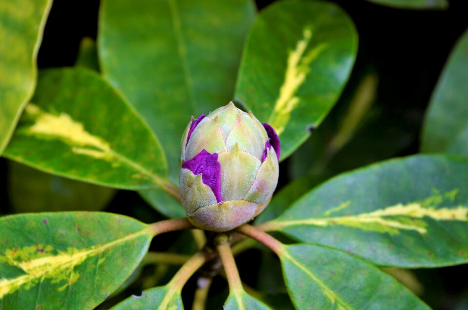 Outdoor flowers garden