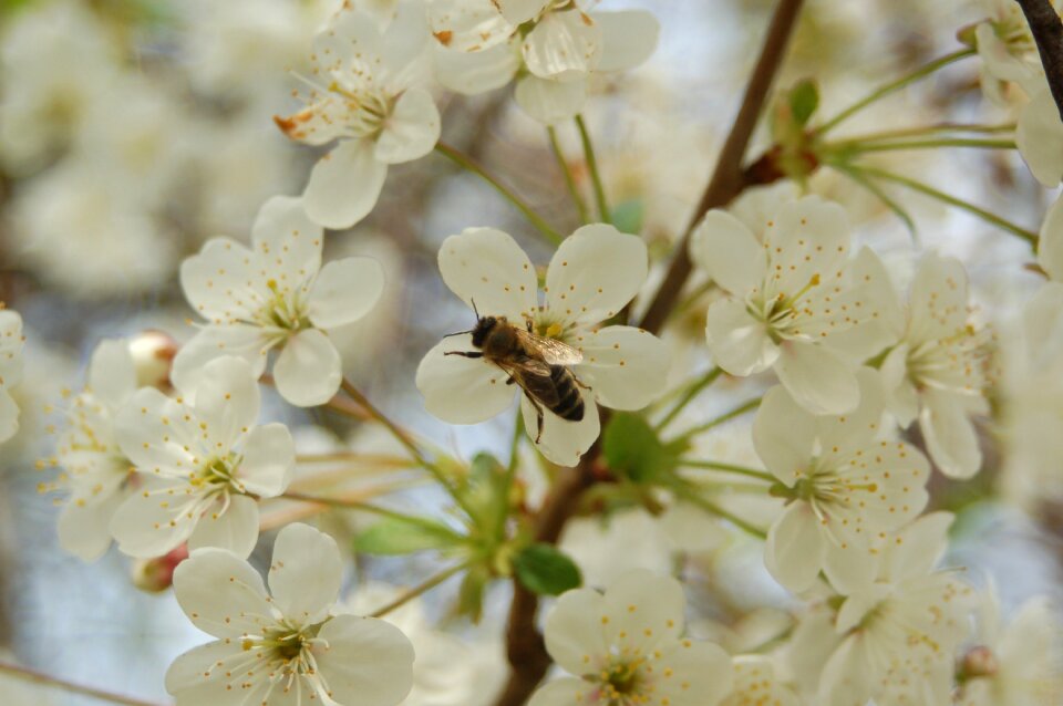 Branch nature petal