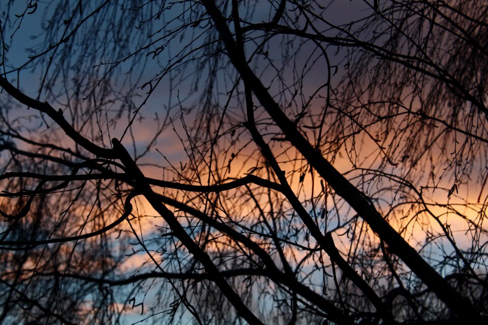 Tree nature blue sky