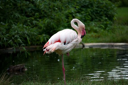 Water bird pink zoo