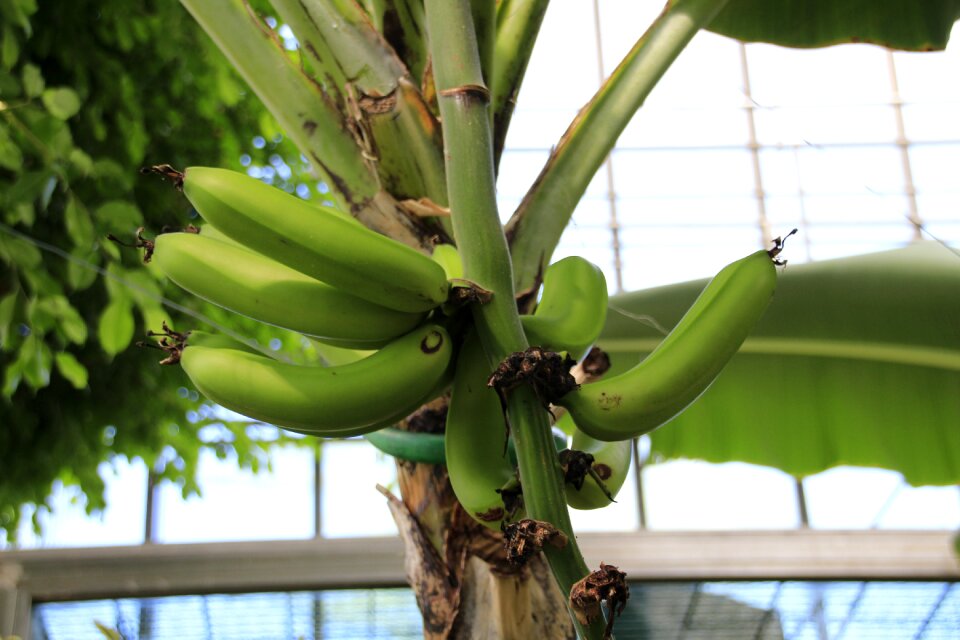 Banana plant fruits green