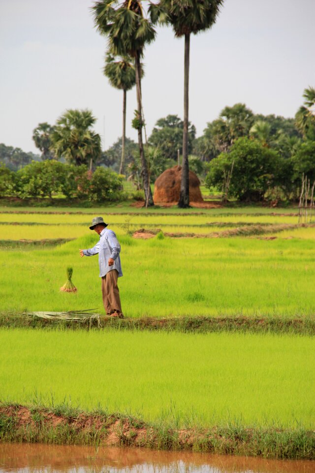 Agriculture local asia