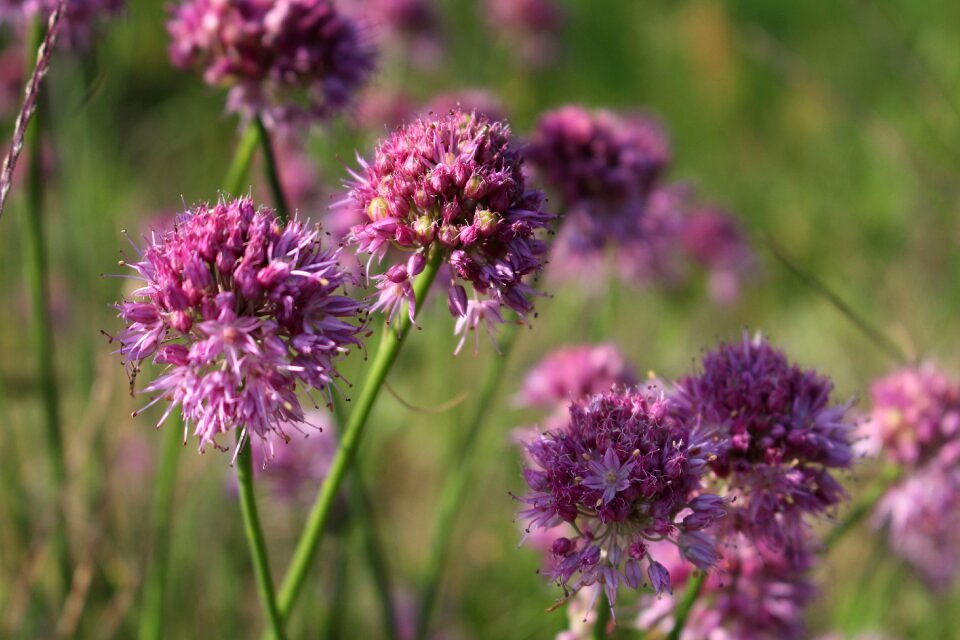Plant meadow garlic flower