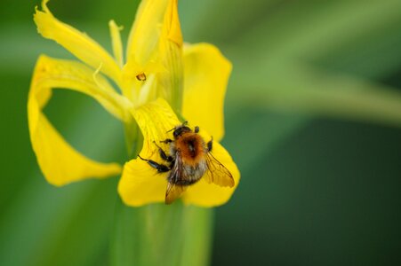 Closeup flower bumblebee