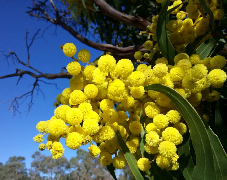 Acacia mimosaceae flowers