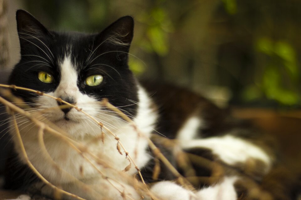 Portrait cat kitten photo