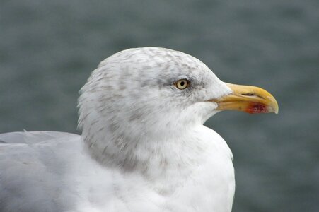 Gull silver close-up photo