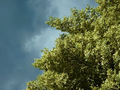 Clouds blue tree