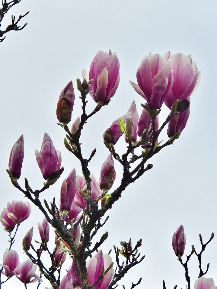 Magnolia pink white pink photo