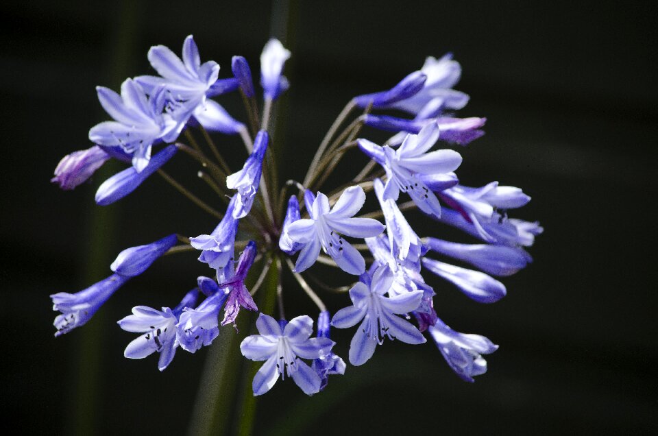 Plant bloom summer