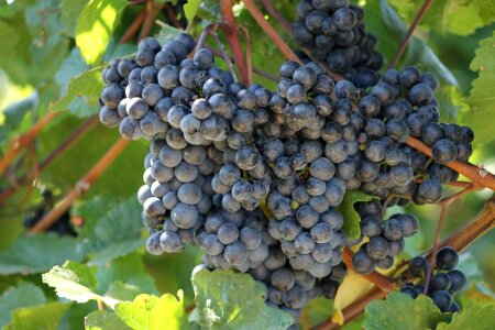Grapes vine autumn