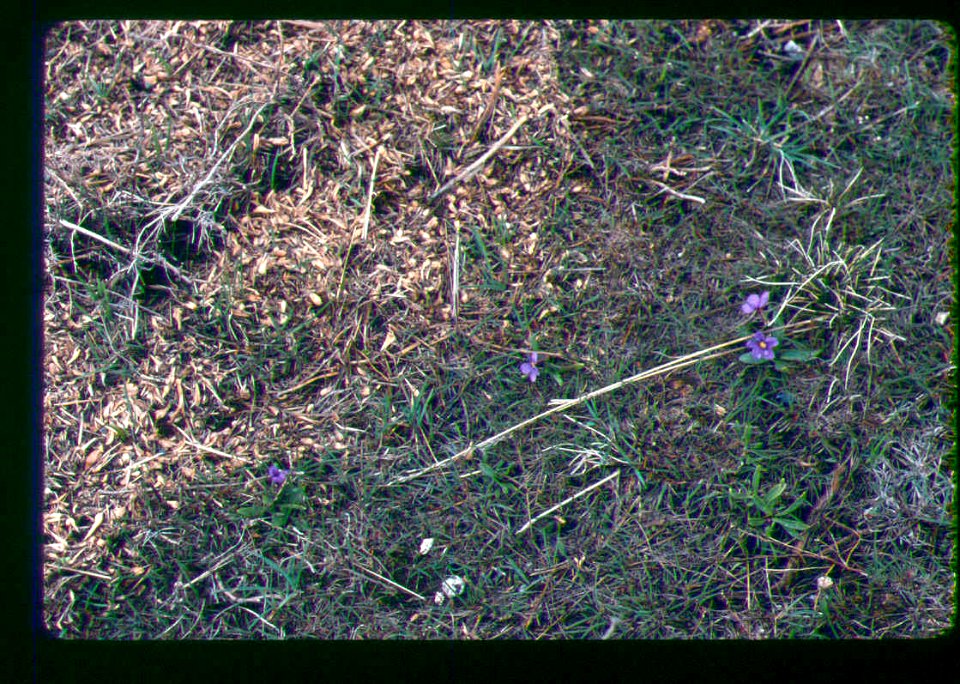 Primula cusickiana plant in SW Idaho 3