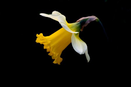 Yellow petals flower photo