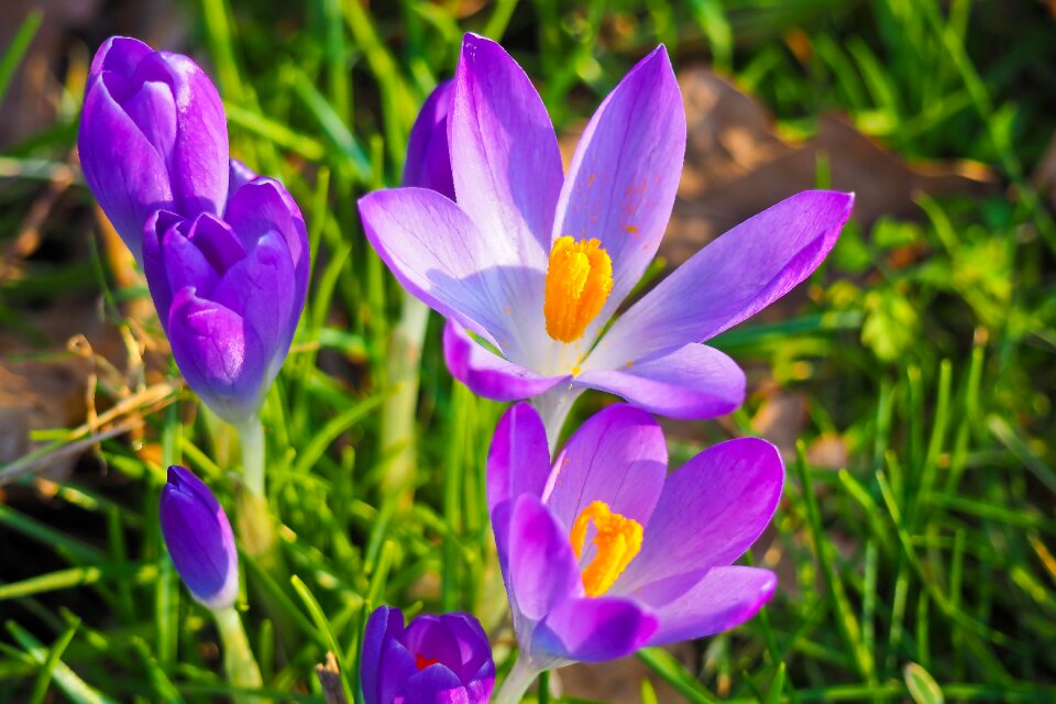 Bloom nature plant photo