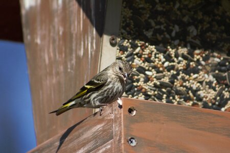 Wildlife bird feeder pine siskin
