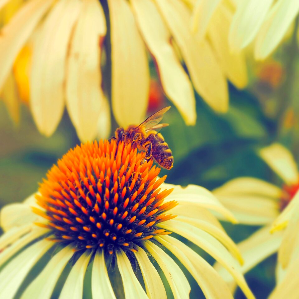 Macro flowers nature