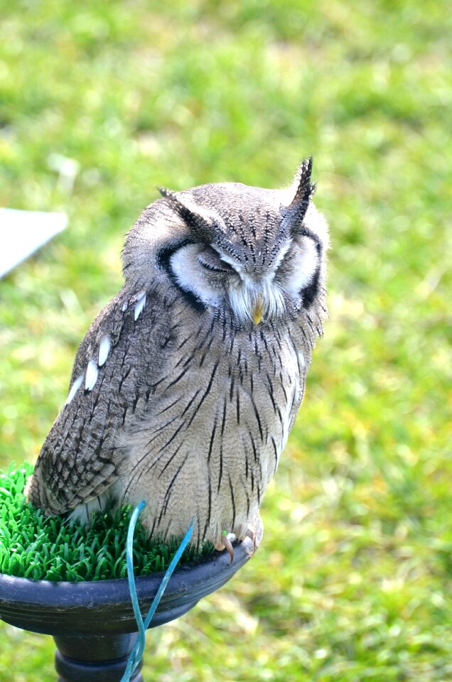 Animal bird raptor