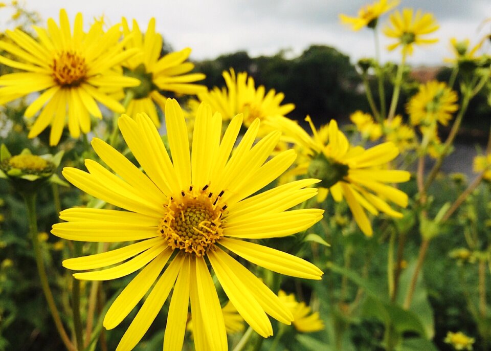 Yellow flowers summer blossom
