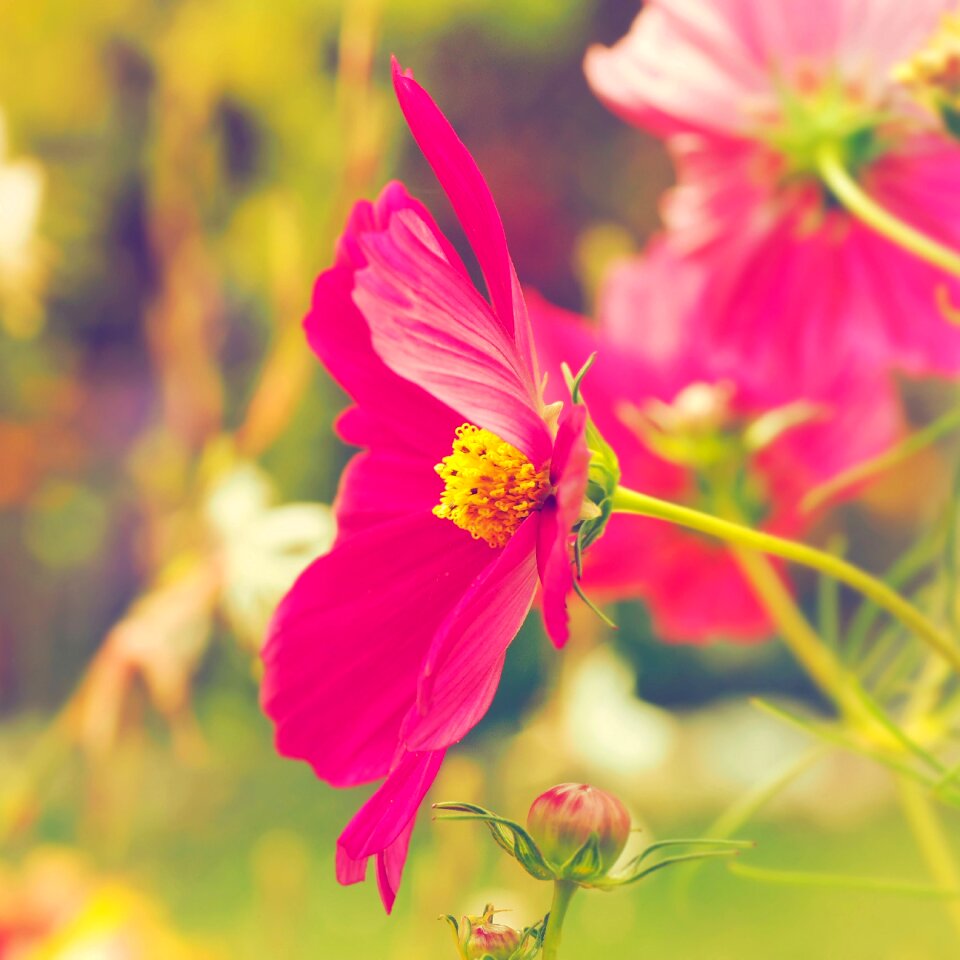 Nature summer flowers cosmos pink