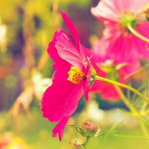 Nature summer flowers cosmos pink photo