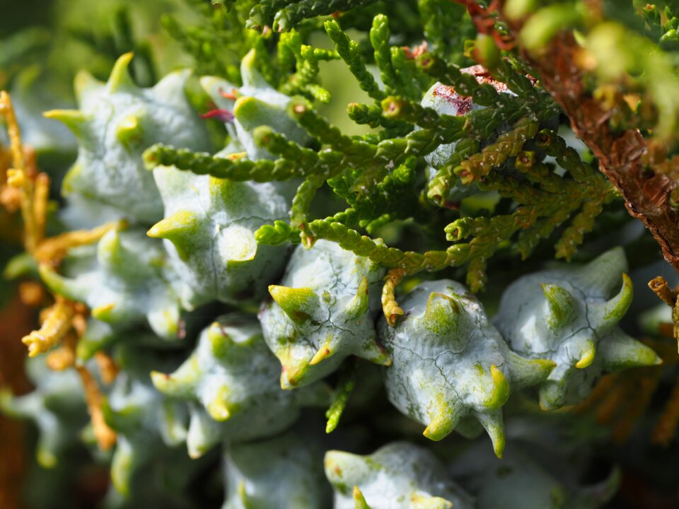 Seeds plant macro