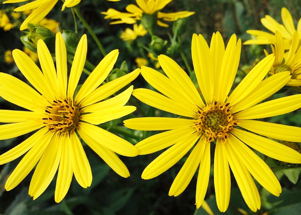 Yellow flowers summer blossom