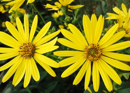 Yellow flowers summer blossom