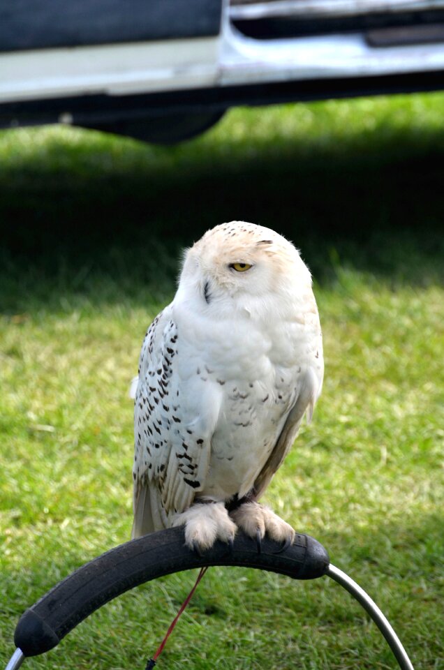 Snowy white wildlife