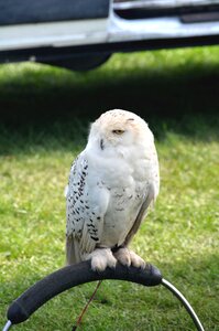 Snowy white wildlife photo