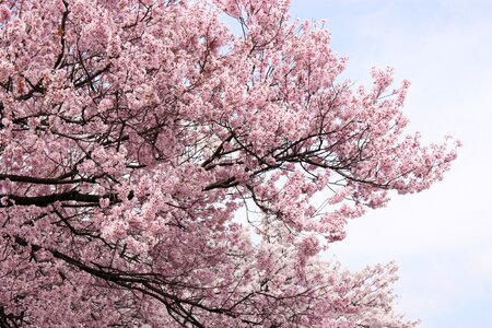 Pink spring in full bloom