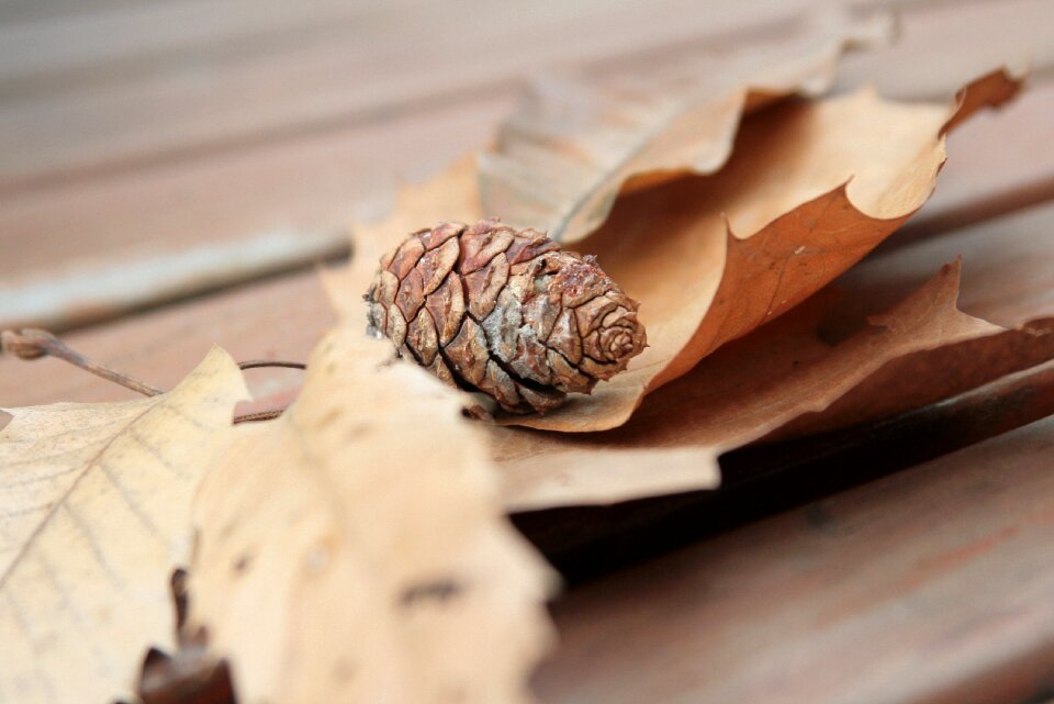 Pine cone chair twig
