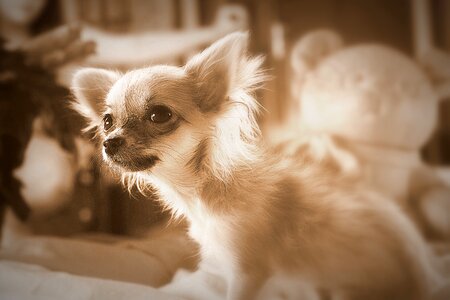 Purebred dog tongue animal portrait