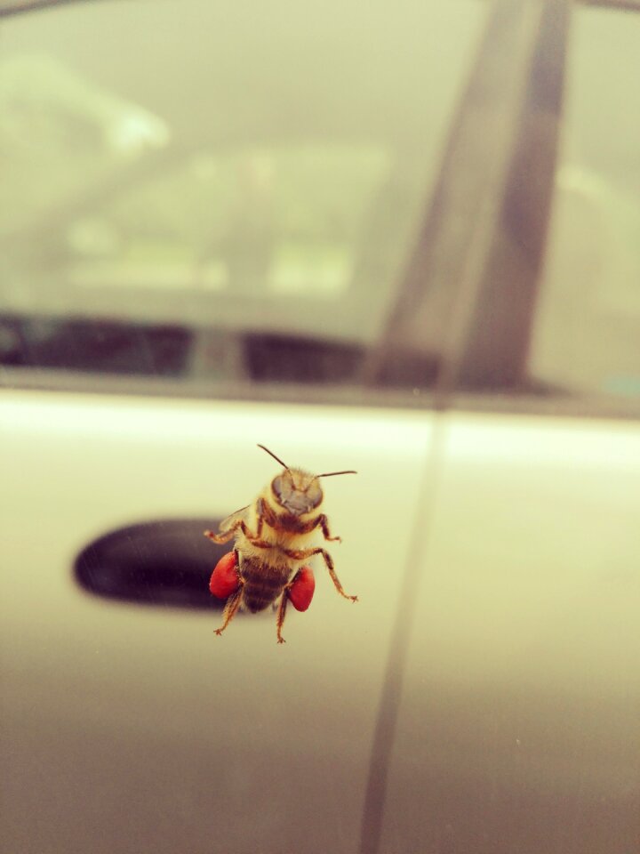 Bee summer nature