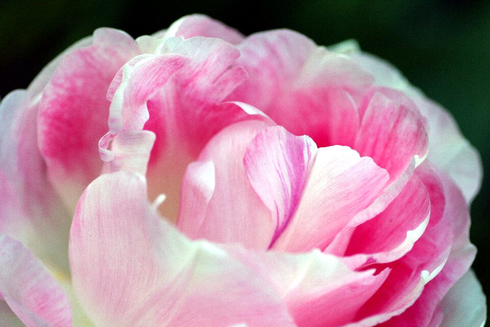 Nature petal garden