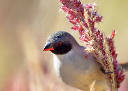 Bird avian eye