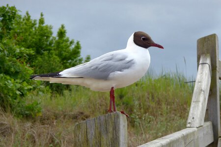 Animal summer seagull