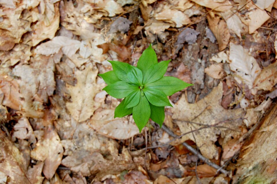 Environment outdoors leaf